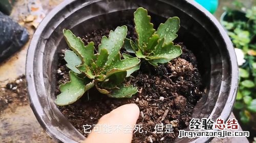 长寿花冬天怎么过冬,可以上肥吗