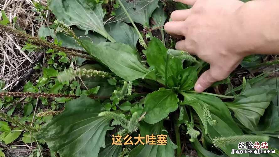 车前草的功效和作用