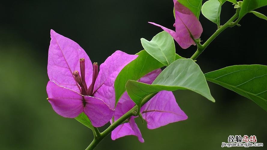 三角梅开花时间是什么时候,为什么不开花