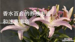 香水百合的水培方法