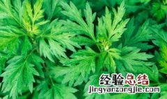 艾草能做枕头用吗 艾草能不能做枕头用