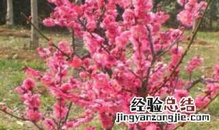 梅花老桩怎么种植方法图解 梅花老桩怎么种植方法