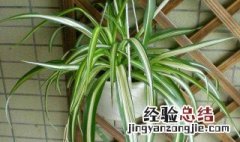 适合在室内的植物 适合养在室内的三种植物介绍