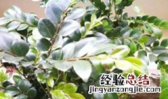 盆栽小叶紫檀的养护方法 小叶紫檀怎样栽种和养护方法