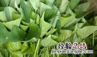 红薯叶子有哪些禁忌 红薯叶禁忌和食用方法