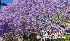 蓝花楹怎么种植 蓝花楹怎么种植盆栽