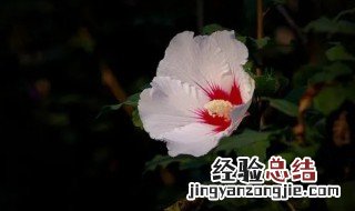 白色木槿花的寓意 洁白的木槿花木槿花象征什么