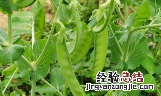 豌豆种植技术与管理视频 豌豆种植技术与管理