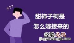 甜柿子嫁接方法 甜柿子树是怎么嫁接来的