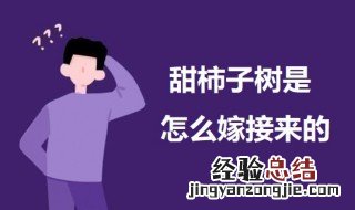 甜柿子嫁接方法 甜柿子树是怎么嫁接来的