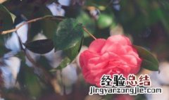 送老婆什么花好 生日送老婆什么花好