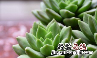 多肉修剪技巧 多肉修剪技巧简述