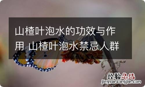 山楂叶泡水的功效与作用 山楂叶泡水禁忌人群