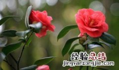 冬季花卉有哪些种类 冬季花卉有哪些种类名称