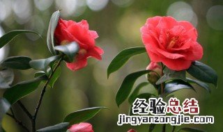 冬季花卉有哪些种类 冬季花卉有哪些种类名称