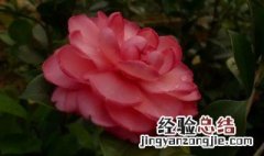 重瓣四季茶花有几个品种 重瓣四季茶花有几个品种图片