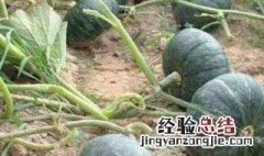 板栗南瓜种植技术与管理 板栗南瓜种植技术与管理方法