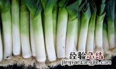 大葱种植技术方法 大葱怎么种植