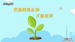 芒果种子怎么种