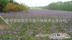 鼠尾草怎么种植，什么季节种植