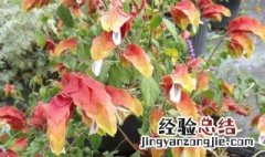 虾衣花养护方法 虾衣花怎么养护