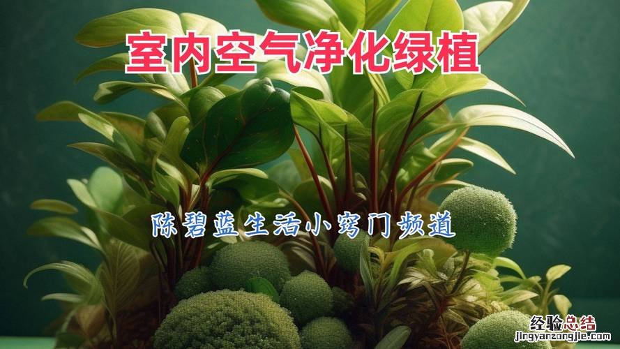 水培的常春藤怎么养生根快