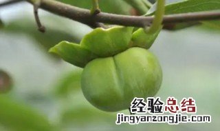 柿子树怎样修剪视频 柿子树如何修剪