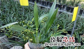 文心兰出花剑后如何浇水施肥 文心兰有花箭时能施肥吗