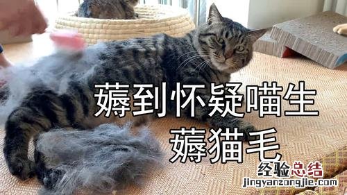 没有毛的猫叫什么