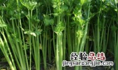 芹菜施什么肥长得好 芹菜施什么肥长怎样才能长好呢