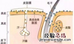 身上皮肤油腻怎么洗 身上皮肤很油怎么办