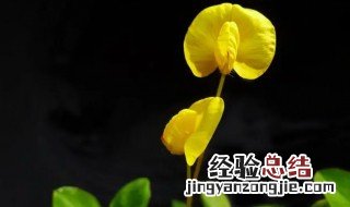 花生花是什么颜色的 花生的花是啥颜色的