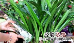 文心兰花期的养殖方法和注意事项 文心兰的养殖方法和注意事项文心兰叶子发黄