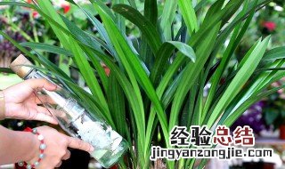 文心兰花期的养殖方法和注意事项 文心兰的养殖方法和注意事项文心兰叶子发黄