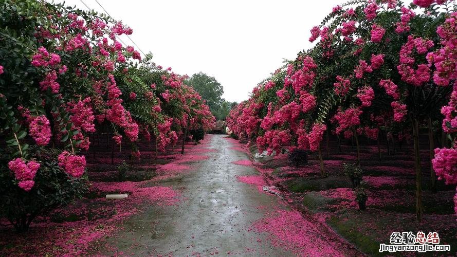 镇江适合养什么花，市花和市树是什么