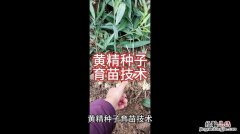 黄精种子催芽的方法