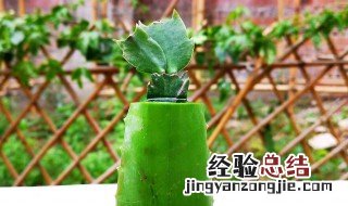 蟹爪兰怎样栽培 蟹爪兰怎样栽培视频