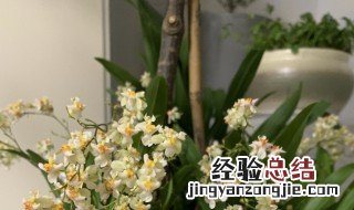 文心兰冬天怎么养 文心兰冬天怎么过冬