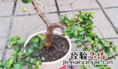 马齿苋菜十大禁忌 树马齿苋养殖方法和注意事项