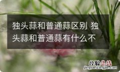 独头蒜和普通蒜区别 独头蒜和普通蒜有什么不同