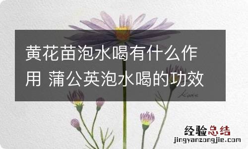 黄花苗泡水喝有什么作用 蒲公英泡水喝的功效