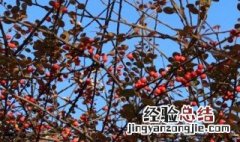 荀子树种植方法 荀子树怎么栽容易活