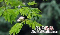 合欢树适合什么季节栽种 合欢树什么时候种植合适