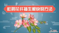 杜鹃如何浇水施肥，如何扦插