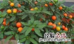 四季果开花就落不长果 四季果只开花不结果什么原因