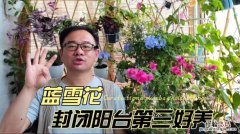 蓝雪花可以养多少年