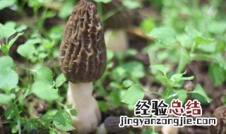 羊肚菌菌种的保存方法图片 羊肚菌菌种的保存方法