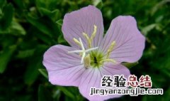 什么花开4瓣 什么花开四瓣