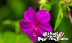 茉莉花开花是紫色的 茉莉开花为什么是紫色的