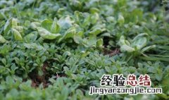 荠菜怎么种植容易发芽 露天荠菜几月份种植